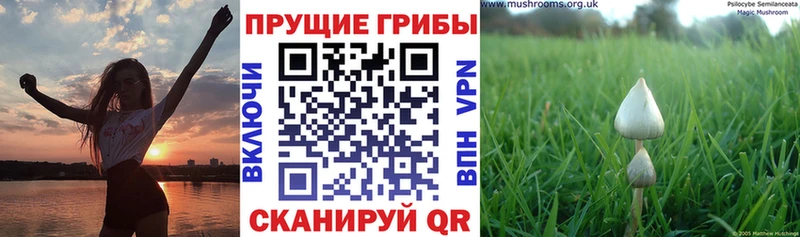 Псилоцибиновые грибы GOLDEN TEACHER  blacksprut маркетплейс  Заволжье 